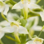 Platanthera chlorantha