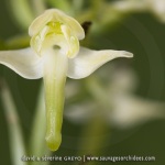 Platanthera chlorantha