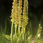 Orchis anthropophora