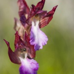 Anacamptis papilionacea