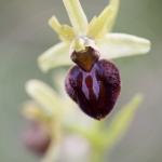 Ophrys sphegodes