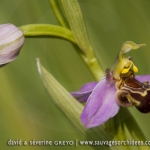 Ophrys apifera