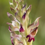 Anacamptis fragrans