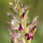 Anacamptis fragrans