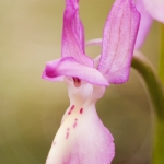 Orchis provincialis