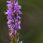 Dactylorhiza brennensis