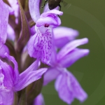 Dactylorhiza brennensis