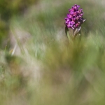 Dactylorhiza sambucina