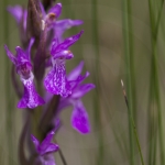 Dactylorhiza brennensis