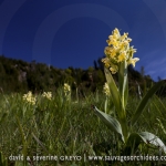 Dactylorhiza sambucina