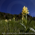 Dactylorhiza sambucina