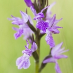 Dactylorhiza brennensis