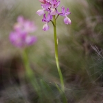 Orchis provincialis