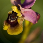 Ophrys neglecta