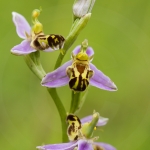 Ophrys apifera