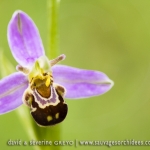 Ophrys apifera