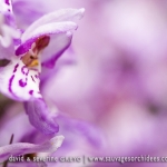 Dactylorhiza fuchsii