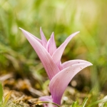 Epipactis kleinii