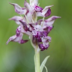 Anacamptis fragrans