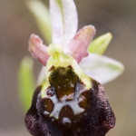 Ophrys morisii