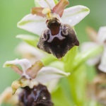 Ophrys morisii