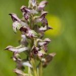 Anacamptis fragrans