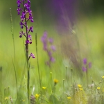 Anacamptis laxiflora