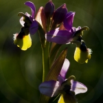 Ophrys neglecta