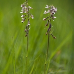 Epipactis palustris