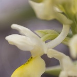 Orchis pauciflora