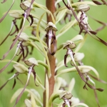 Himantoglossum hircinum