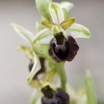 Ophrys morisii