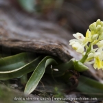 Orchis pauciflora