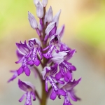 Orchis militaris