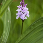 Dactylorhiza maculata