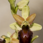 Ophrys sphegodes