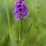 Dacthyloriza majalis