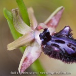 Ophrys incubacea