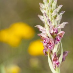 Anacamptis fragrans (Syn. Orchis fragrans)