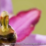 Ophrys aveyronensis