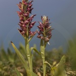 Anacamptis fragrans