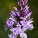 Dactylorhiza maculata