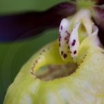 Cypripedium calceolus