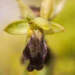 Ophrys lupercalis