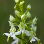 Platanthera chlorantha