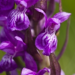 Dactylorhiza majalis