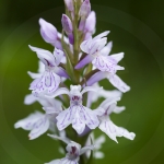 Dactylorhiza ericetorum