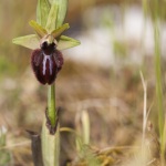 Ophrys incubacea