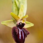 Ophrys incubacea