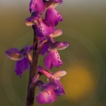 Anacamptis morio (Syn. Orchis)